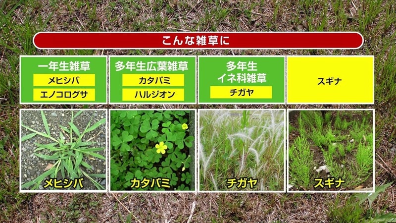 草退治E粒剤 4.5kg(緑地管理用) 住友化学園芸｜芳樹園オンラインショップ