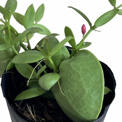 種類・用途,植物,観葉植物｜芳樹園オンラインショップ