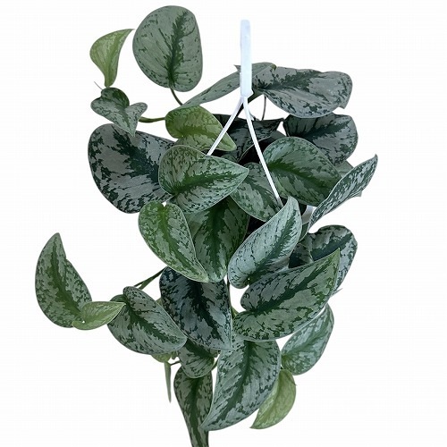 激レア　スキンダプサス　プラブ　Prabu スキンダプサス トレビー(シラフカズラ) 5号吊り鉢｜芳樹園オンライン