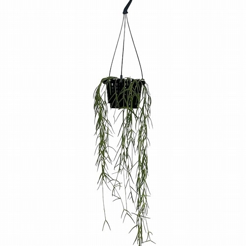 ホヤ(サクララン) リネアリス 3.5号吊り鉢｜芳樹園オンラインショップ