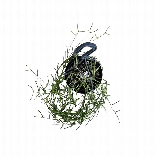 ホヤ(サクララン) リネアリス 3.5号吊り鉢｜芳樹園オンラインショップ