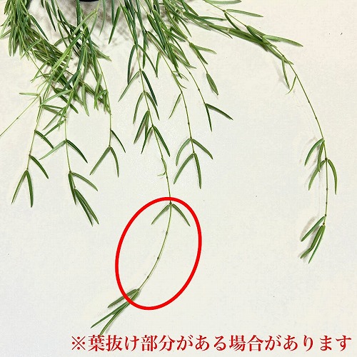 ホヤ(サクララン) リネアリス 3.5号吊り鉢(個体おまかせ1鉢)【お一人様