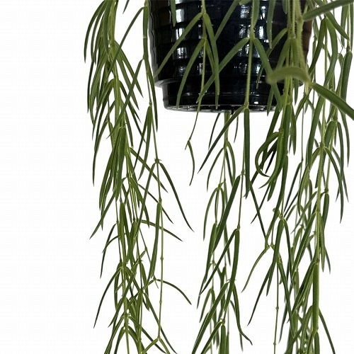 ホヤ(サクララン) リネアリス 3.5号吊り鉢｜芳樹園オンラインショップ