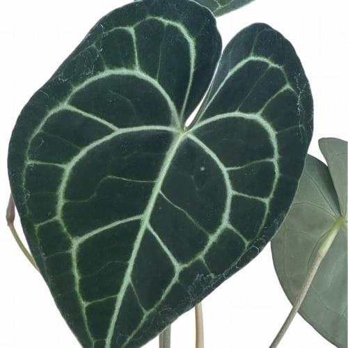 アンスリウム クラリネルビウム 4号ポット｜芳樹園オンラインショップ