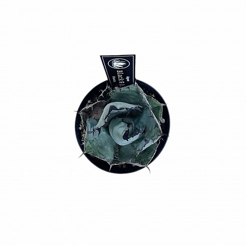 アガベ チタノタ　輸入株　ブラック＆ブルー　セット アガベ チタノタ ブラック&ブルー(ブラックアンドブルー) 3.5号