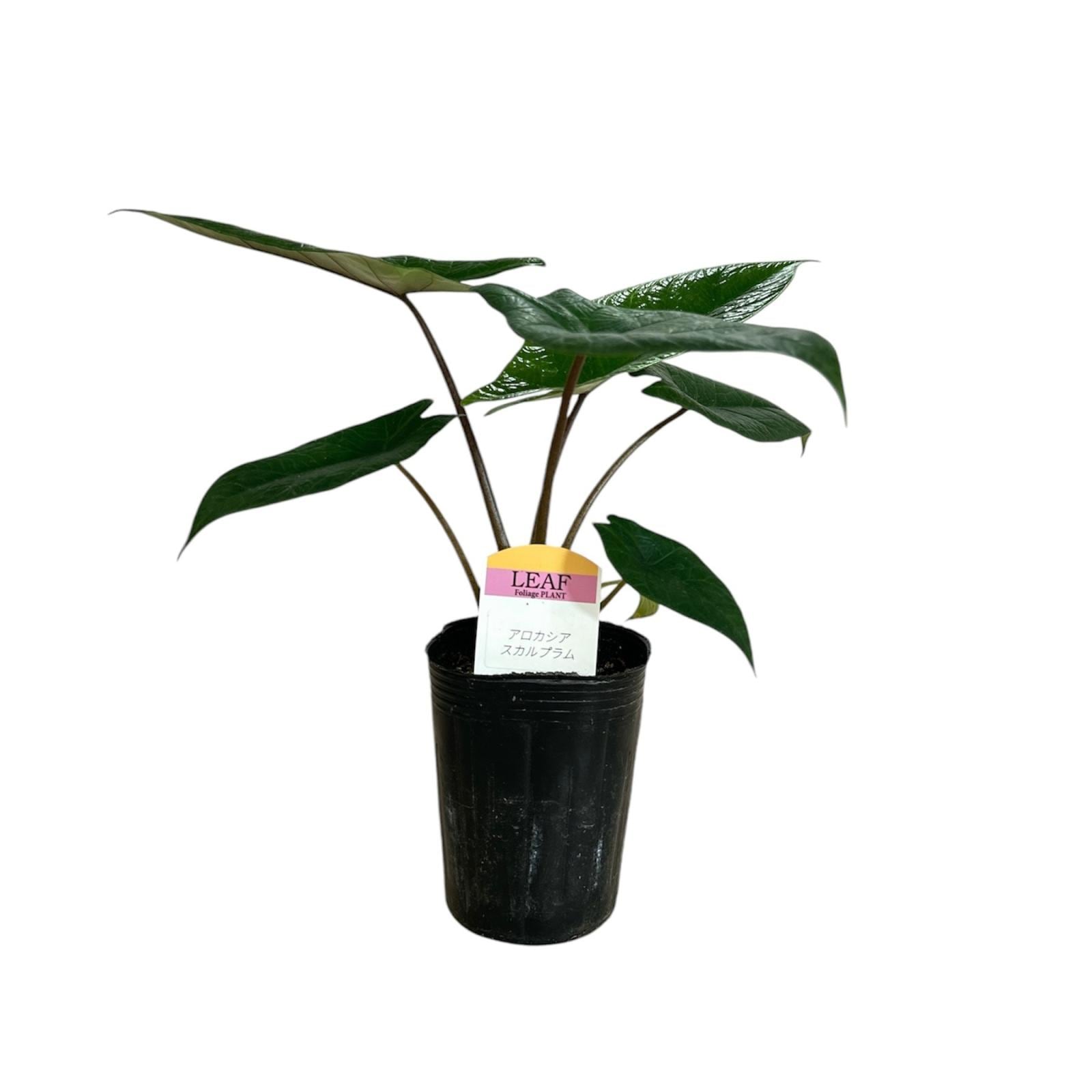 アロカシア スカルプラム 3号ロングポット(個体おまかせ1鉢)｜芳樹園