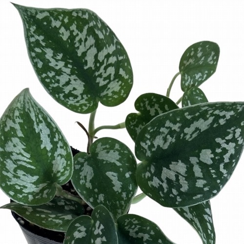 スキンダプサス アルギレウス ファンタジー スキンダプサス アルギレウス ファンタジー - メルカリ