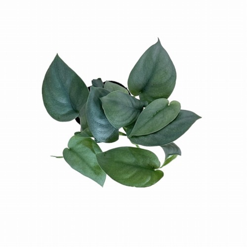 スキンダプサス オルモストシルバー 3号ポット(個体おまかせ1鉢