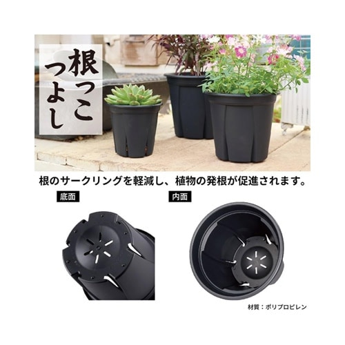 根っこつよし 6号 ブラック アップル｜芳樹園オンラインショップ