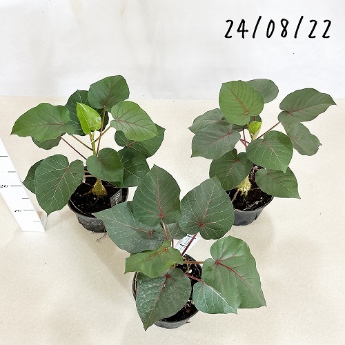 フィカス ペティオラリス 5号 品種ラベル無し｜芳樹園オンライン