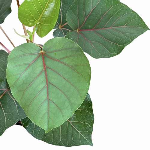 【お盆最終値下げ】ラディオニックペンデュラム　【イギリス直輸入、未使用貴重品】 ファミリア・オロ｜ヴェルナッチャ ディ オリスターノ 2013