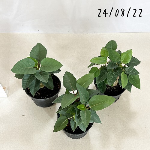 フィカス パルメリー 5号｜芳樹園オンラインショップ