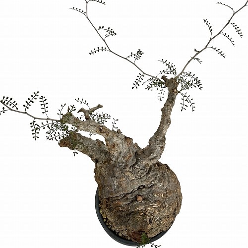 オペルクリカリア パキプス(Operculicarya pachypus) 5号