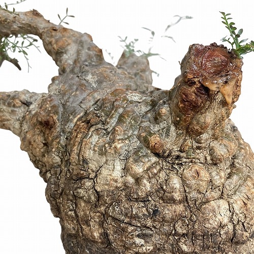 オペルクリカリア パキプス(Operculicarya pachypus) 5号｜芳樹園