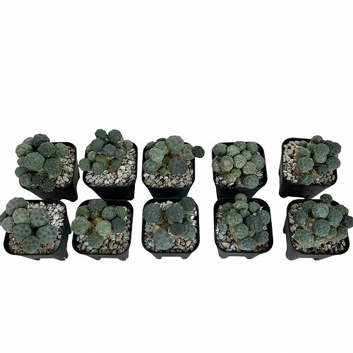 フナフナ様 まとめ商品 プナ(ブナ) ポンニアエ 2.5号｜芳樹園オンラインショップ