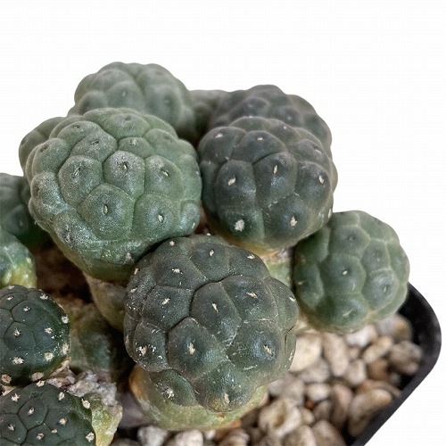 プナ(ブナ) ポンニアエ 2.5号｜芳樹園オンラインショップ