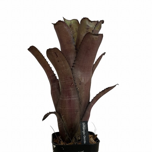 ビルベルギア(アナナス) ゲルダ Billbergia 'Gerda' 3号 ｜芳樹園