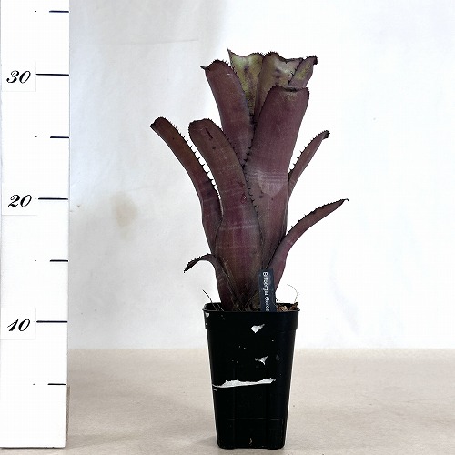 ビルベルギア(アナナス) ゲルダ Billbergia 'Gerda' 3号 ｜芳樹園