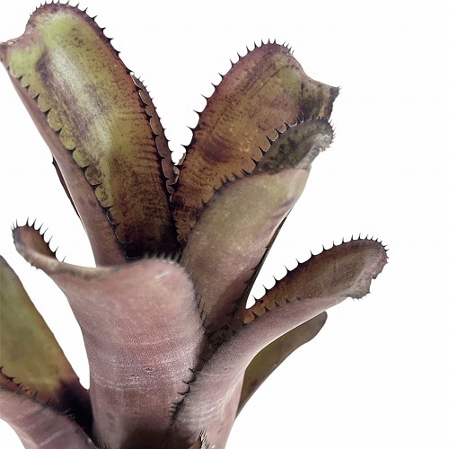 ビルベルギア・ゲルダ Billbergia 'Gerda' ビルベルギア ゲルダ 🔋 濃い紫の葉に縞模様が入る