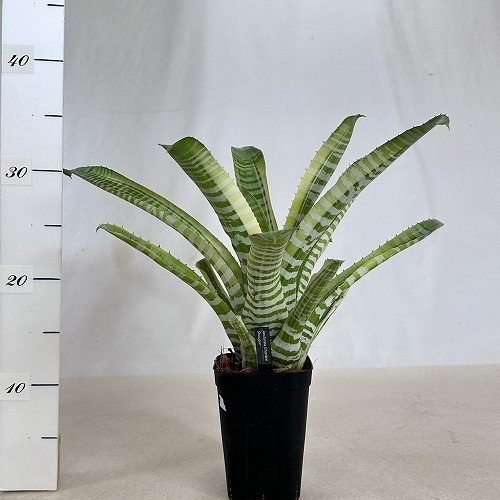 希少】Aechmea エクメア ムルフォーディ マルバ 沖縄育ち 希少