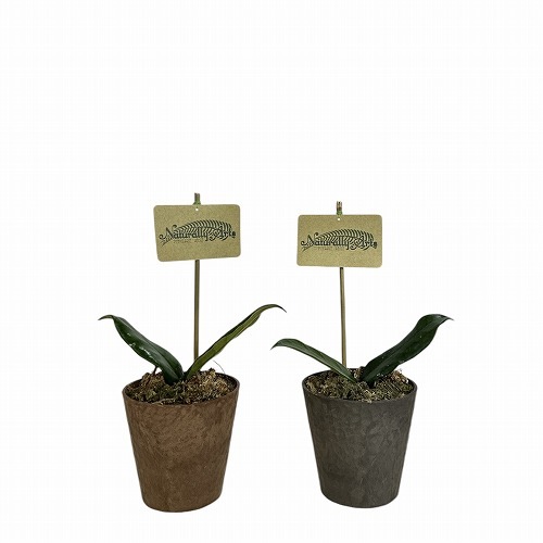 ホヤ グロブローサ(グロボーサ) 3.5号｜芳樹園オンラインショップ