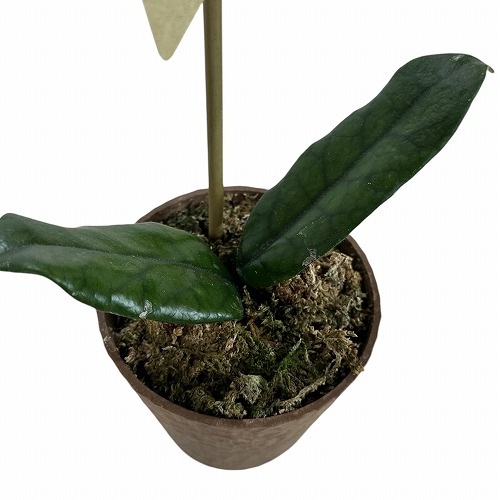 ホヤ hoya グロブローサ 5号鉢 ホヤ グロブローサ(グロボーサ) 3.5号｜芳樹園オンラインショップ