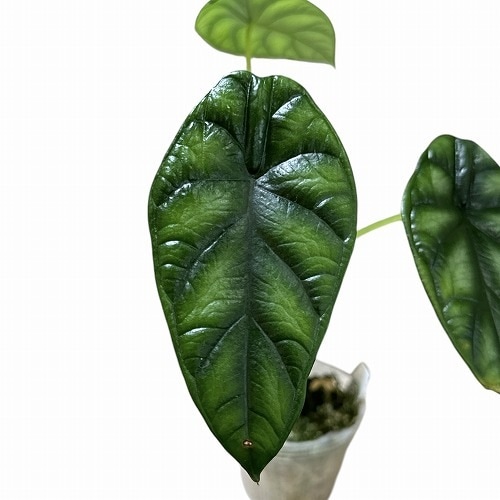 アロカシア ドラゴンスケール Alocasia Dragon scale 2.5号