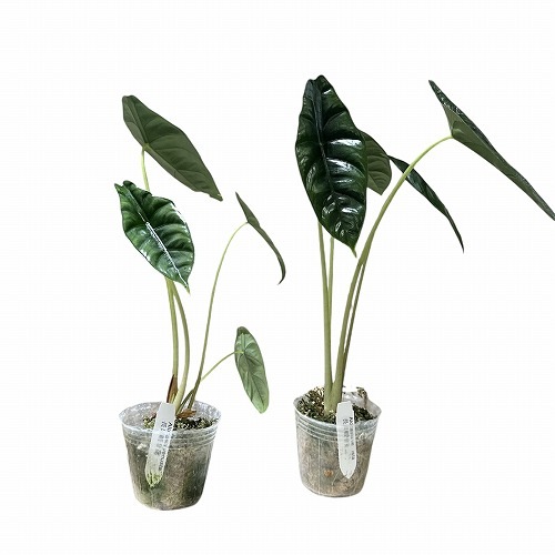 アロカシア alocasia ヴェノム② アロカシア ベノム | GREEN LUCK