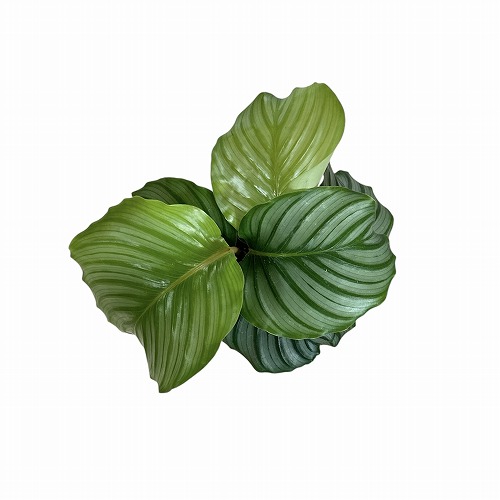 カラテア オリビフォリア(オルビフォリア) 3.5号ポット｜芳樹園