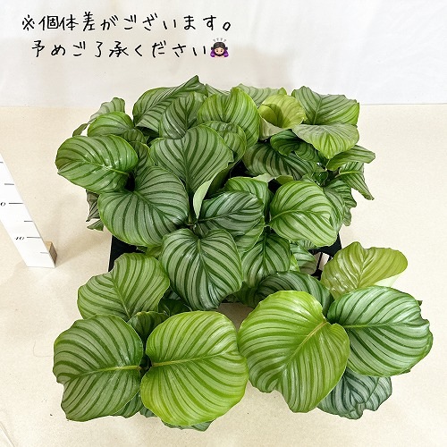 カラテア オリビフォリア(オルビフォリア) 3.5号ポット｜芳樹園