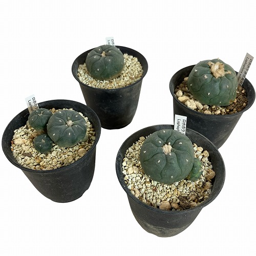 サボテン ロホホラ(ロフォフォラ) 赤花烏羽玉 3号 個体おまかせ