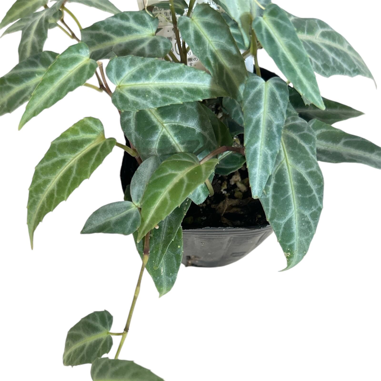 シッサス アマゾニカ 3号ポット｜芳樹園オンラインショップ