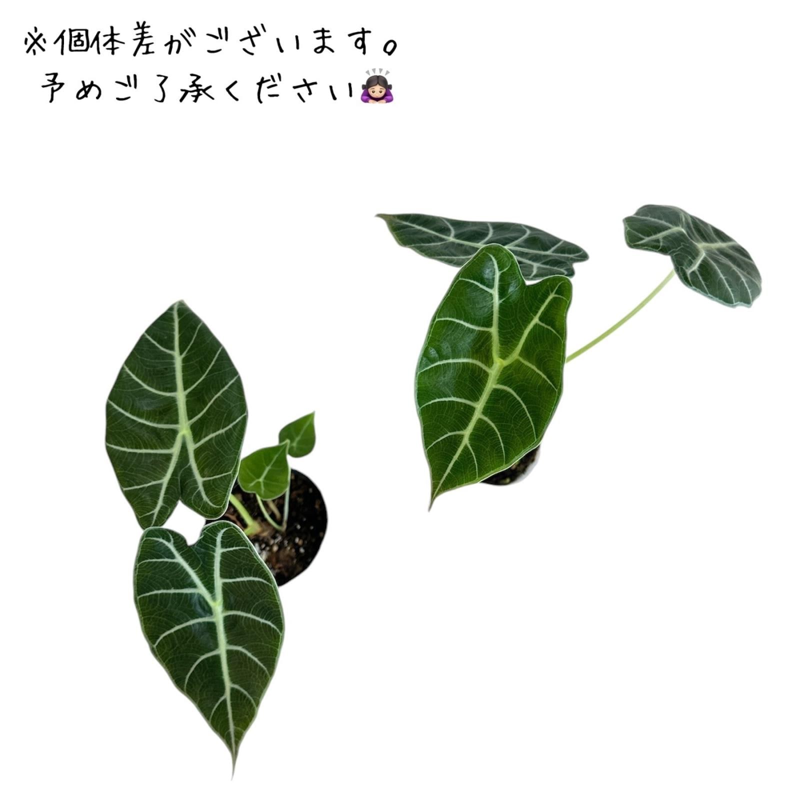 アロカシア ワトソニアナ 大株 アロカシア ワトソニア 2.5号ロングポット｜芳樹園オンライン