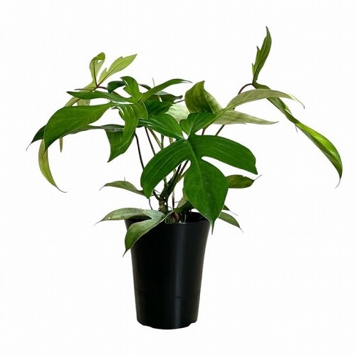 フィロデンドロン　フロリダゴーストミント　d フィロデンドロン・フロリダ・ゴースト・ミント成長記録・育て方