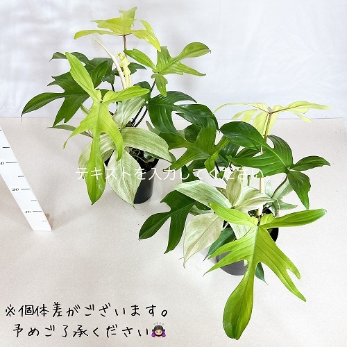 フィロデンドロン フロリダ ゴーストミント 6号｜芳樹園