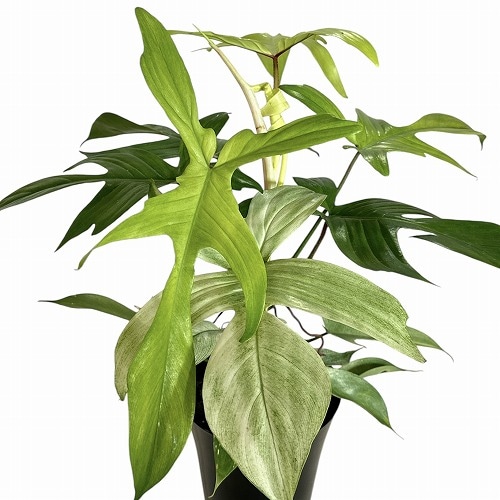 フィロデンドロン　フロリダゴーストミント　c フィロデンドロン フロリダゴーストミント c フィロデンドロン