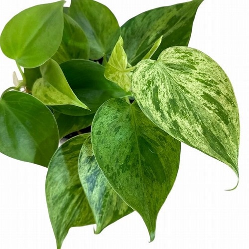 フィロデンドロン ヘデラカム バリエガータ 3.5号ポット｜芳樹園