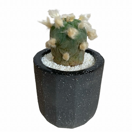 悪戯されたサボテン」 ロホホラ(ロフォフォラ) 翠冠玉 陶器鉢植え(穴