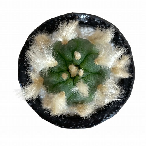 悪戯されたサボテン」 ロホホラ(ロフォフォラ) 翠冠玉 陶器鉢植え(穴