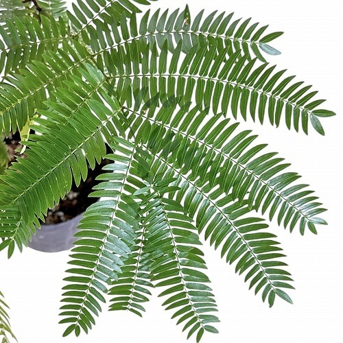 エバーフレッシュ 苗 3.5号ポット｜芳樹園オンラインショップ