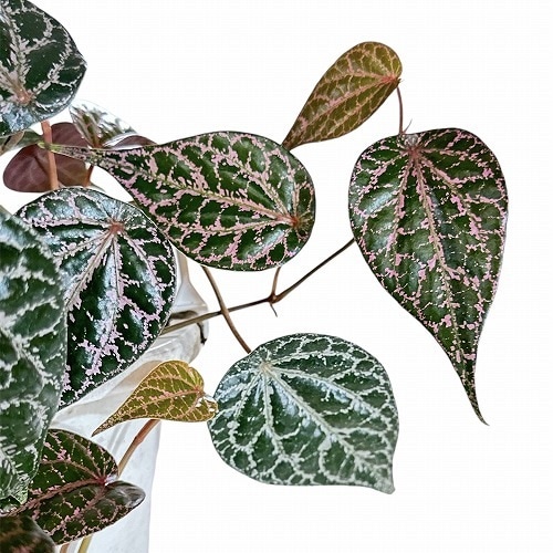 ピペル　オルナツム　④ ピペル オルナツム 5号吊り鉢｜芳樹園オンラインショップ