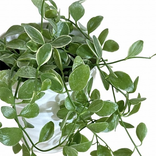 最高鑑定　1832年 イギリス領デメラリ植民地エセキボ 1/4ギルダー 最高鑑定 1832年 イギリス領デメラリ植民地エセキボ 1/4ギルダー 最高