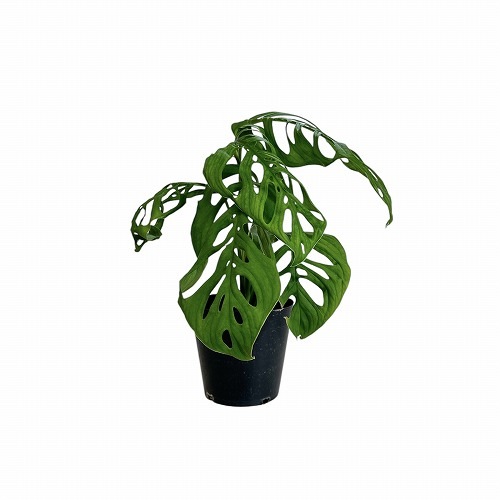 モンステラ エスケレート 5号｜芳樹園オンラインショップ