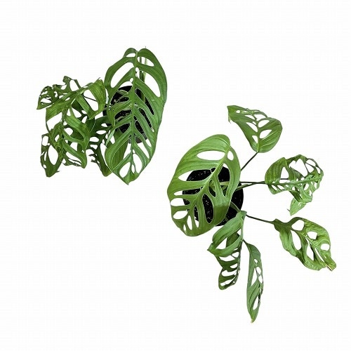 モンステラ エスケレート 5号｜芳樹園オンラインショップ