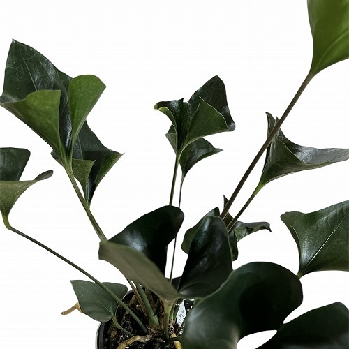 アンスリウム アンディコラ 5号｜芳樹園オンラインショップ