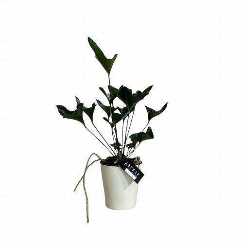 アンスリウム アンディコラ 5号｜芳樹園オンラインショップ