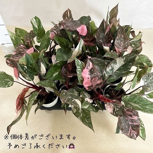 フィロデンドロン マーブルピンクプリンセス 4号白鉢(個体おまかせ1鉢