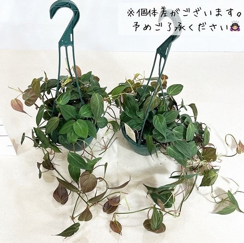 フィロデンドロン ミカンス 5号吊りスリット緑鉢｜芳樹園オンライン