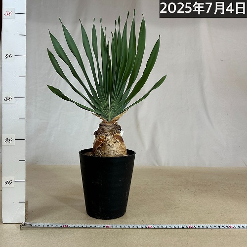 現在落葉中】ブーファン ディスティチャ 6号セラアート鉢(現品
