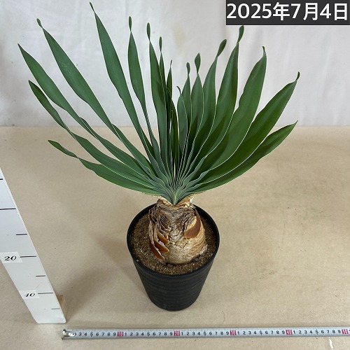 現在落葉中】ブーファン ディスティチャ 6号セラアート鉢(現品